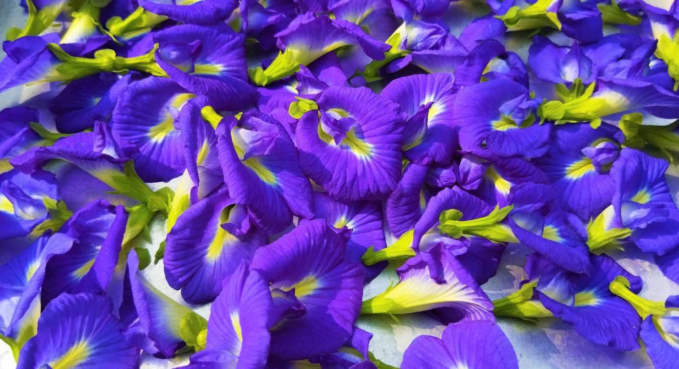 What is Butterfly Pea Flower? Tea, Taste, Benefits & How to Enjoy!