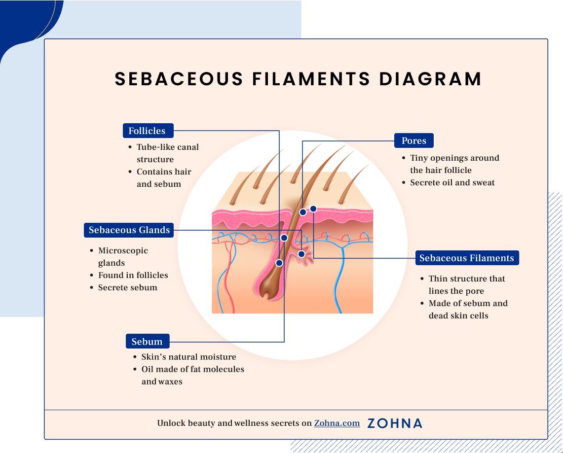 Sebaceous Filaments Diagram