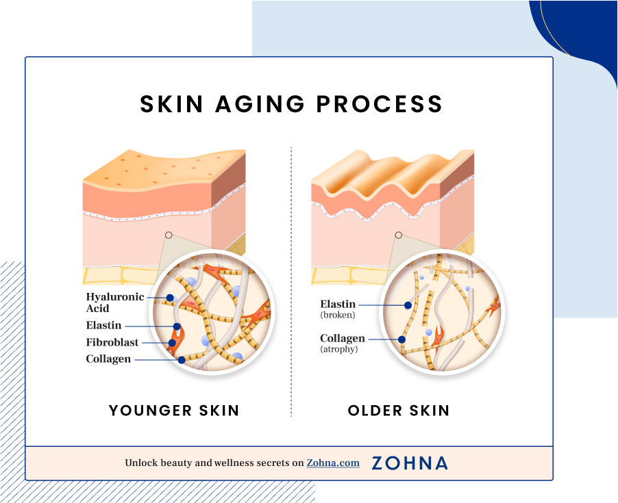 Skin Aging Process