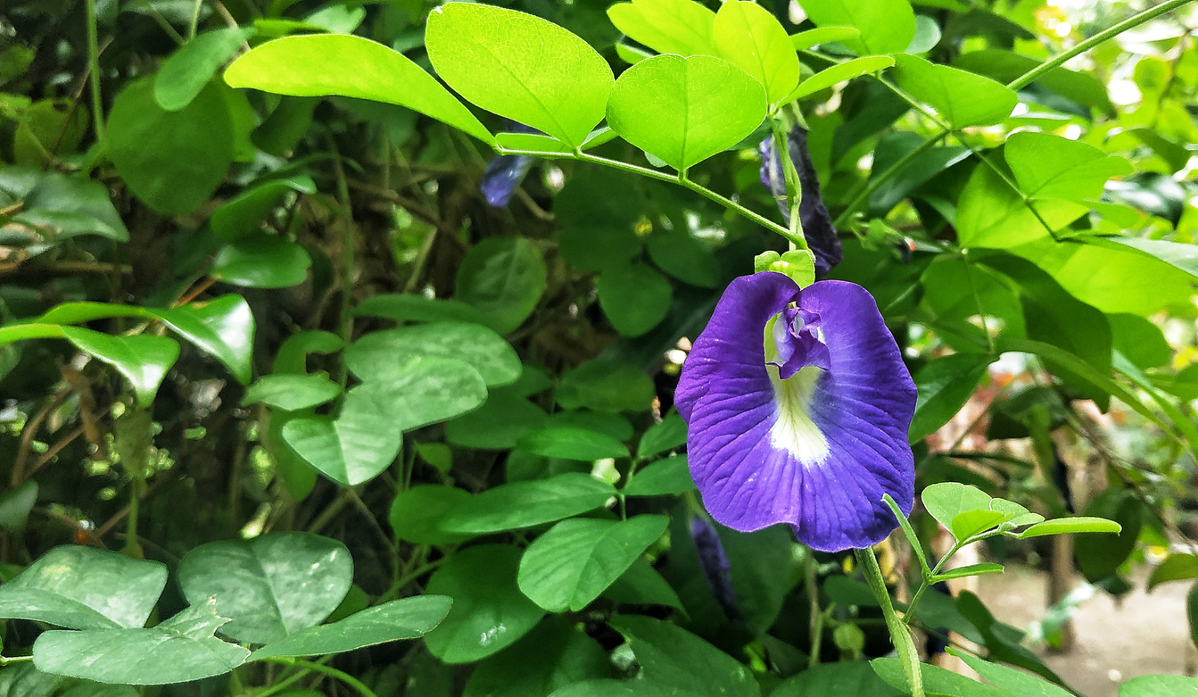 What is Butterfly Pea Flower